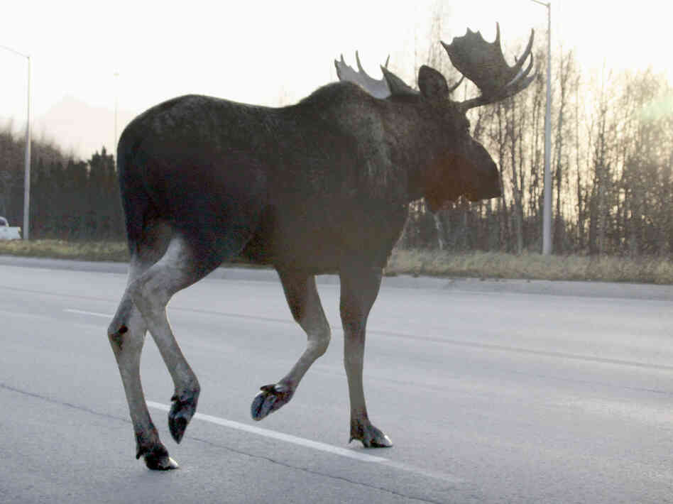 Alaskan moose that collide with cars and trains can end up as dinner for the needy in a unique partnership between the state and charity groups.