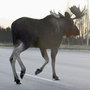 Alaskan moose that collide with cars and trains can end up as dinner for the needy in a unique partnership between the state and charity groups. Alaskan moose that collide with cars and trains can end up as dinner for the needy in a unique partnership between the state and charity groups.