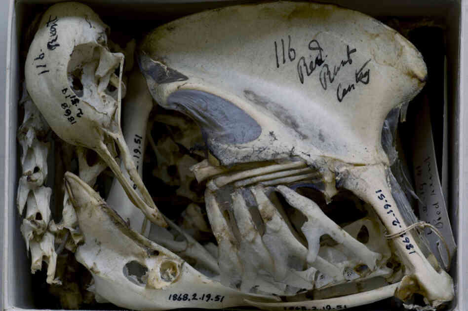 A pigeon skeleton from Charles Darwin's collection at the Natural History Museum in Tring, England.