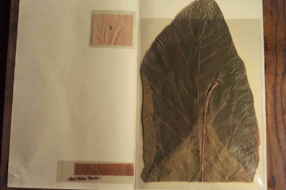 During the years John Muir lived alone in Yosemite (1868-1873), he became the foremost collector of botanical specimens from the valley.