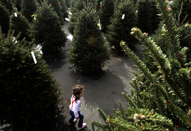 Three-year-old Lauren Roberts explores a displays of Christmas trees for sale at Kiser Christmas trees in Concord, N.C. This is file photo from 2006.