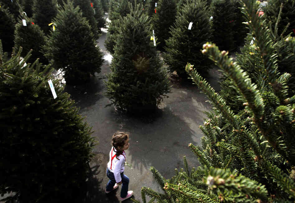Three-year-old Lauren Roberts explores a displays of Christmas trees for sale at Kiser Christmas trees in Concord, N.C. This is file photo from 2006.