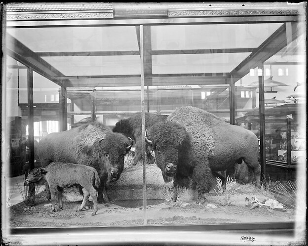 A group of bison exhibited in the South Hall of the U.S. National Museum, later known as the Arts and Industries Building. The bison were collected and mounted by William Temple Hornaday in 1886-1887.