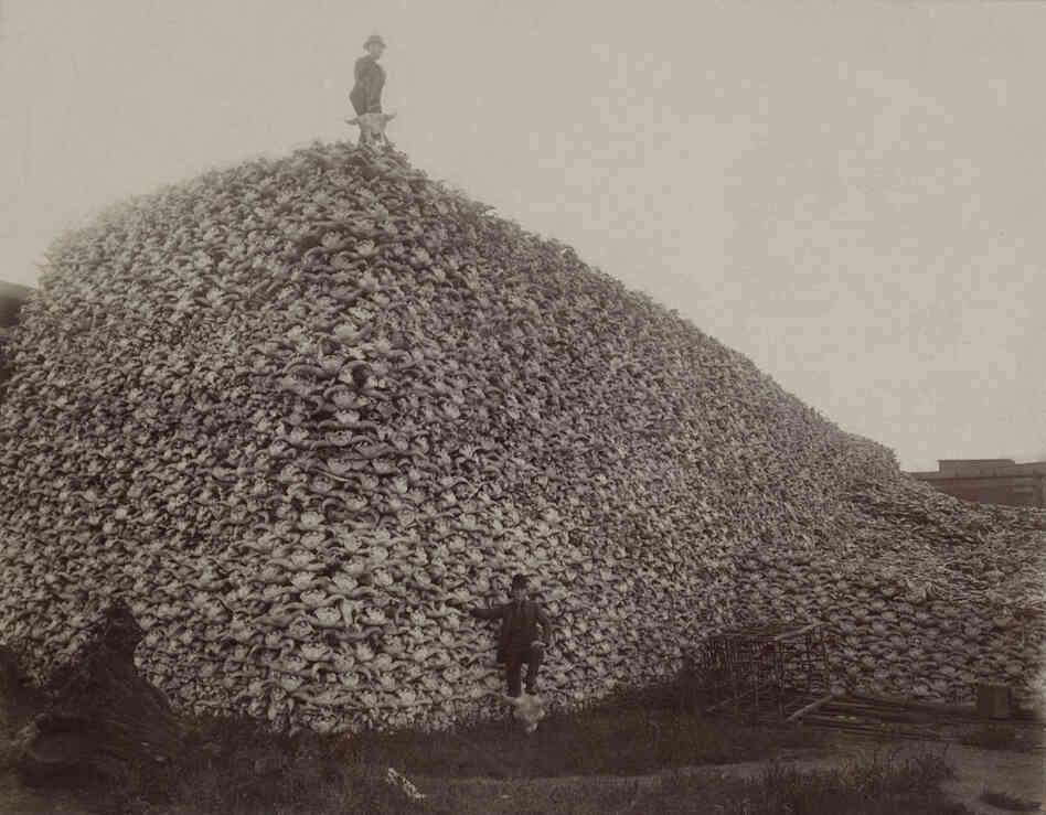 A pile of bison skulls