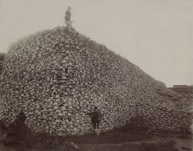 A pile of bison skulls