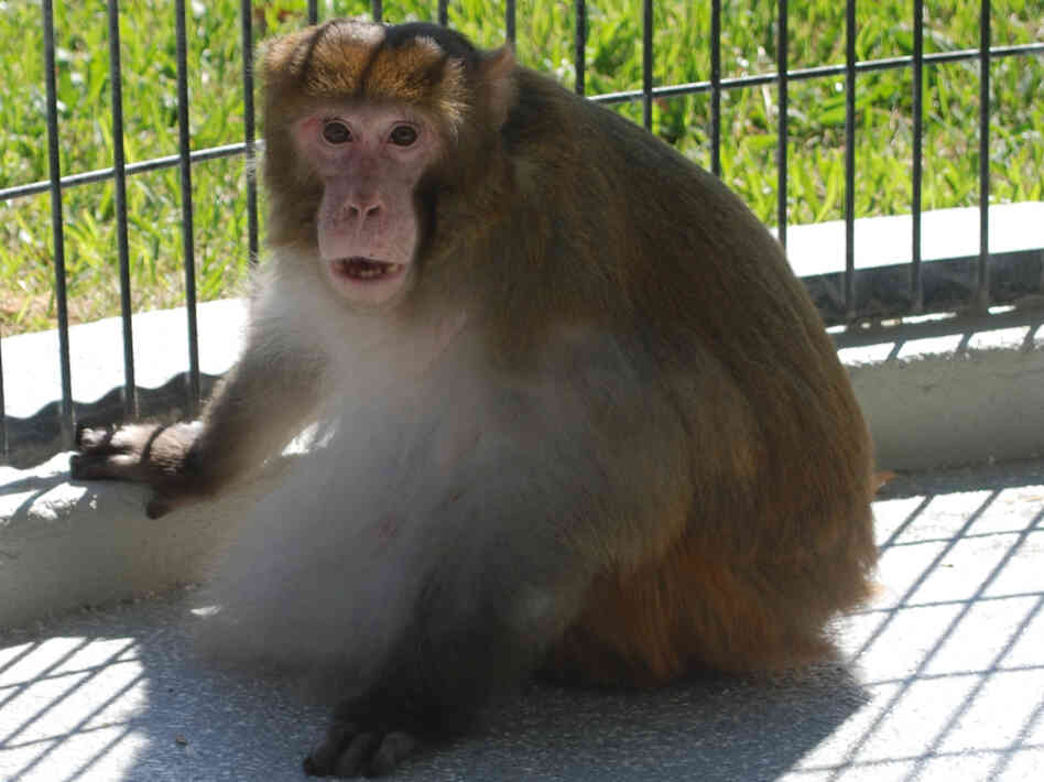 One of the monkeys that lost weight in a test of an experimental diet drug later regained it.