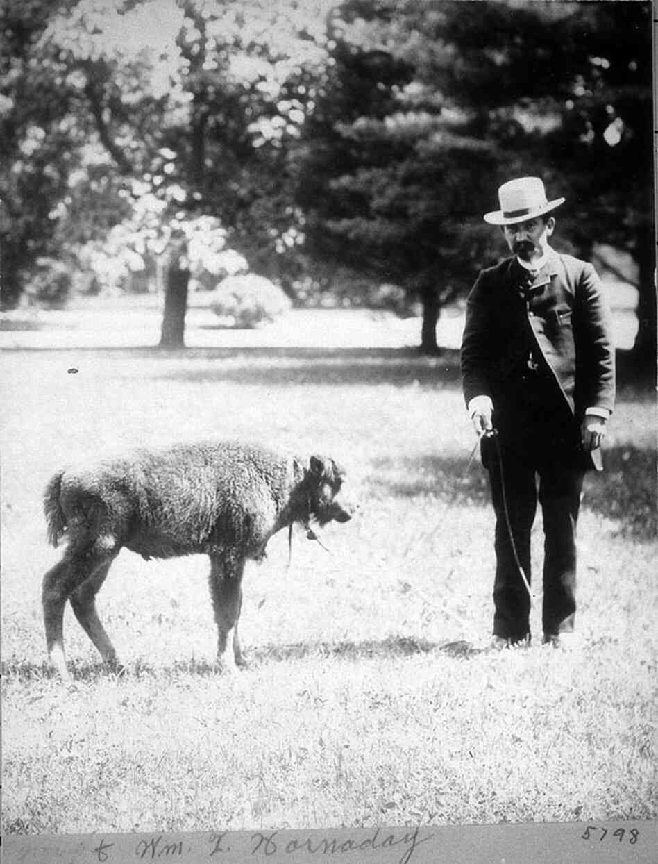 William Temple Hornaday with a baby bison known as Sandy, probably on the grounds adjoining the Smithsonian Castle. It is likely this is the bison calf Hornaday brought back from his 1886 summer field trip to Montana. The calf lived only a short time. William Temple Hornaday with a baby bison known as Sandy, probably on the grounds adjoining the Smithsonian Castle. It is likely this is the bison calf Hornaday brought back from his 1886 summer field trip to Montana. The calf lived only a short time.