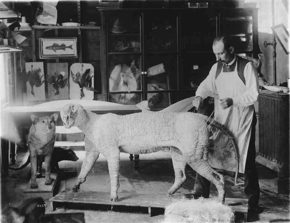 William Temple Hornaday working on a tiger model in a taxidermy studio that was located in the South Yard behind the Smithsonian Institution Building, circa 1880.