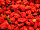 Ed Currie's chilis are not for the faint of heart, tongue or stomach. Ed Currie's chilis are not for the faint of heart, tongue or stomach.