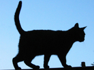 cat on roof cat on roof