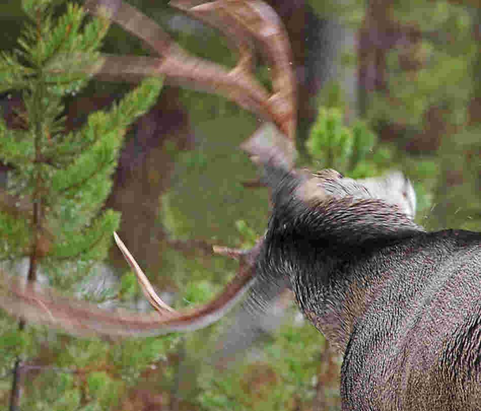 Deer Shaking
