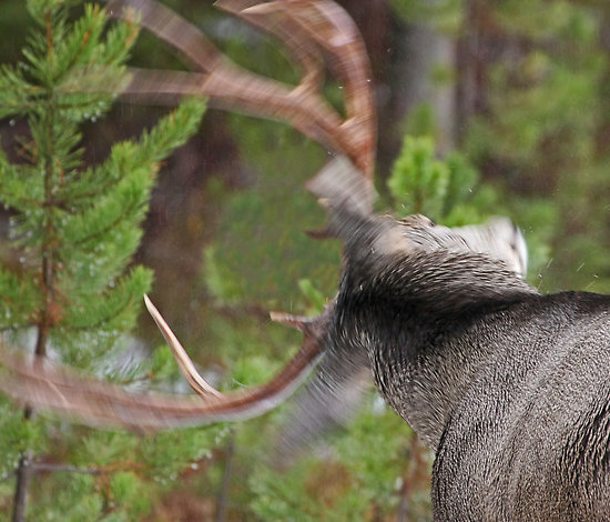 Deer Shaking
