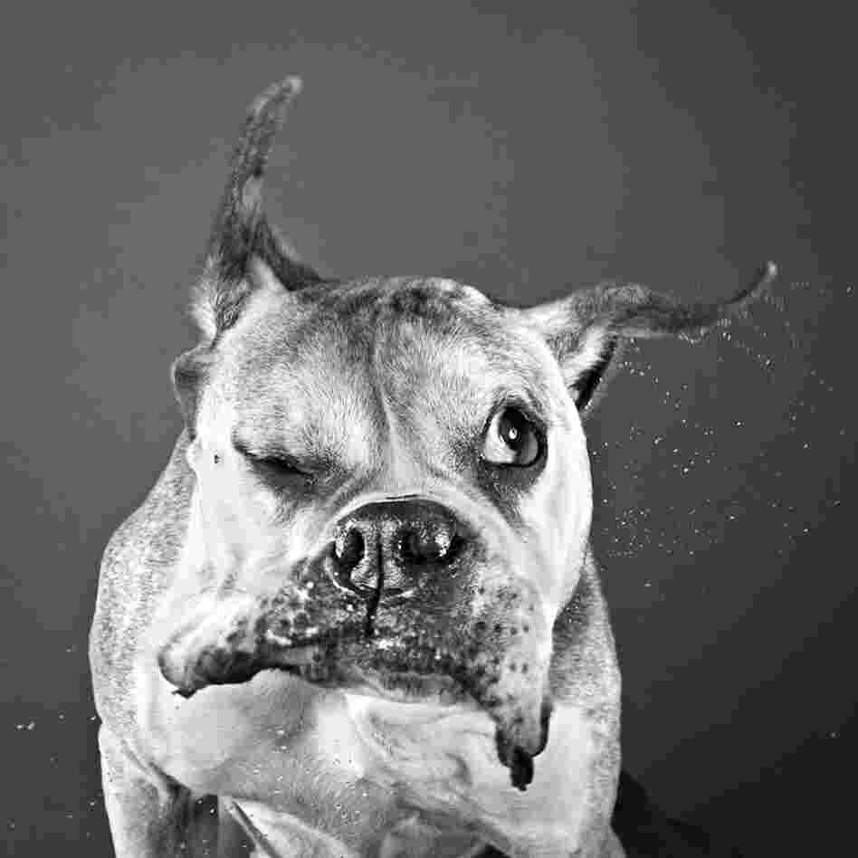 Dog shaking 1