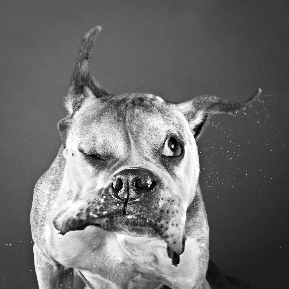 Dog shaking 1