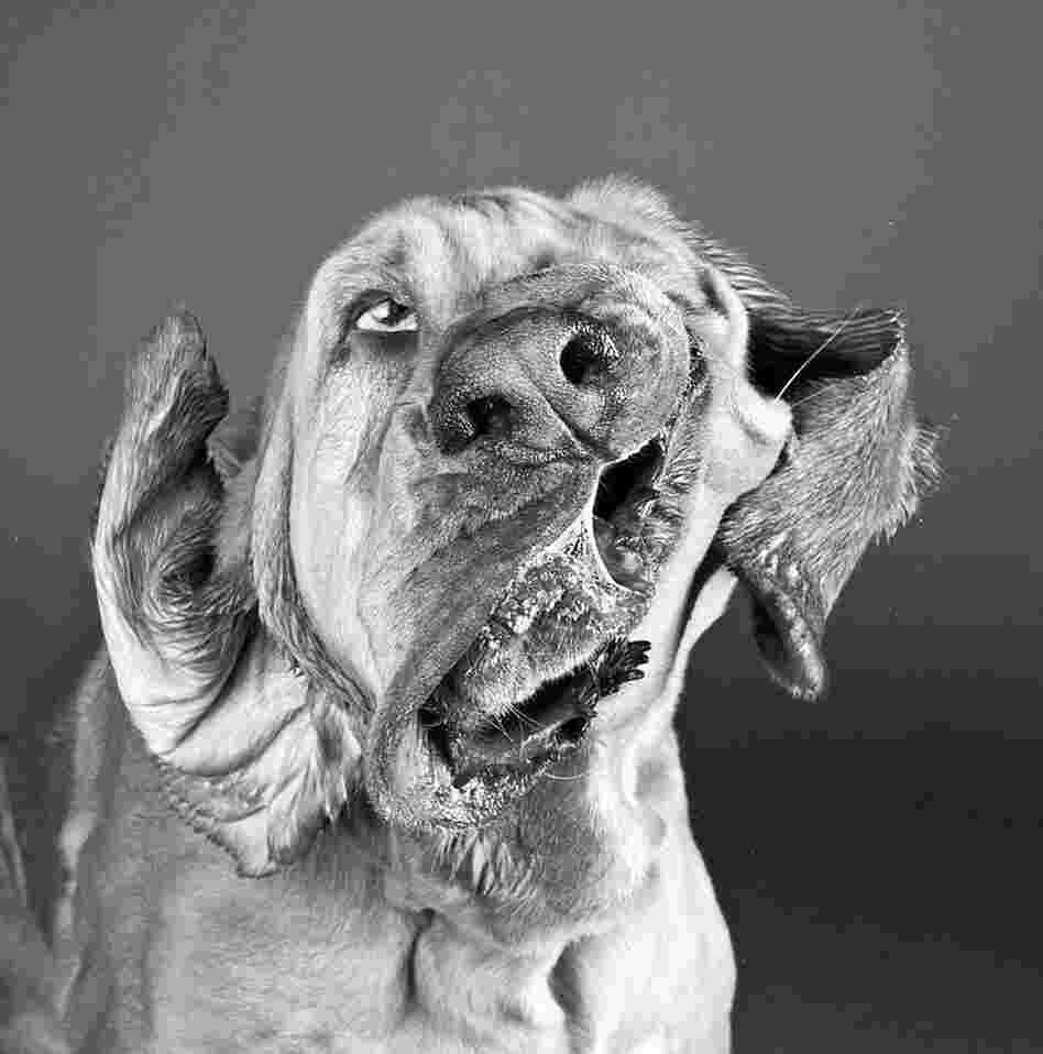 Dog Shaking 2