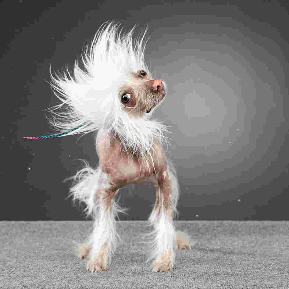 Dog shaking 3