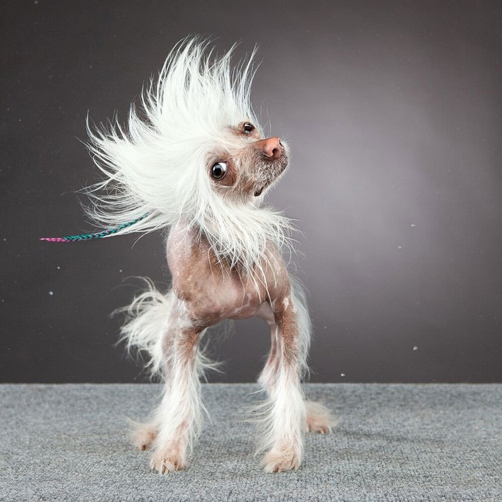 Dog shaking 3