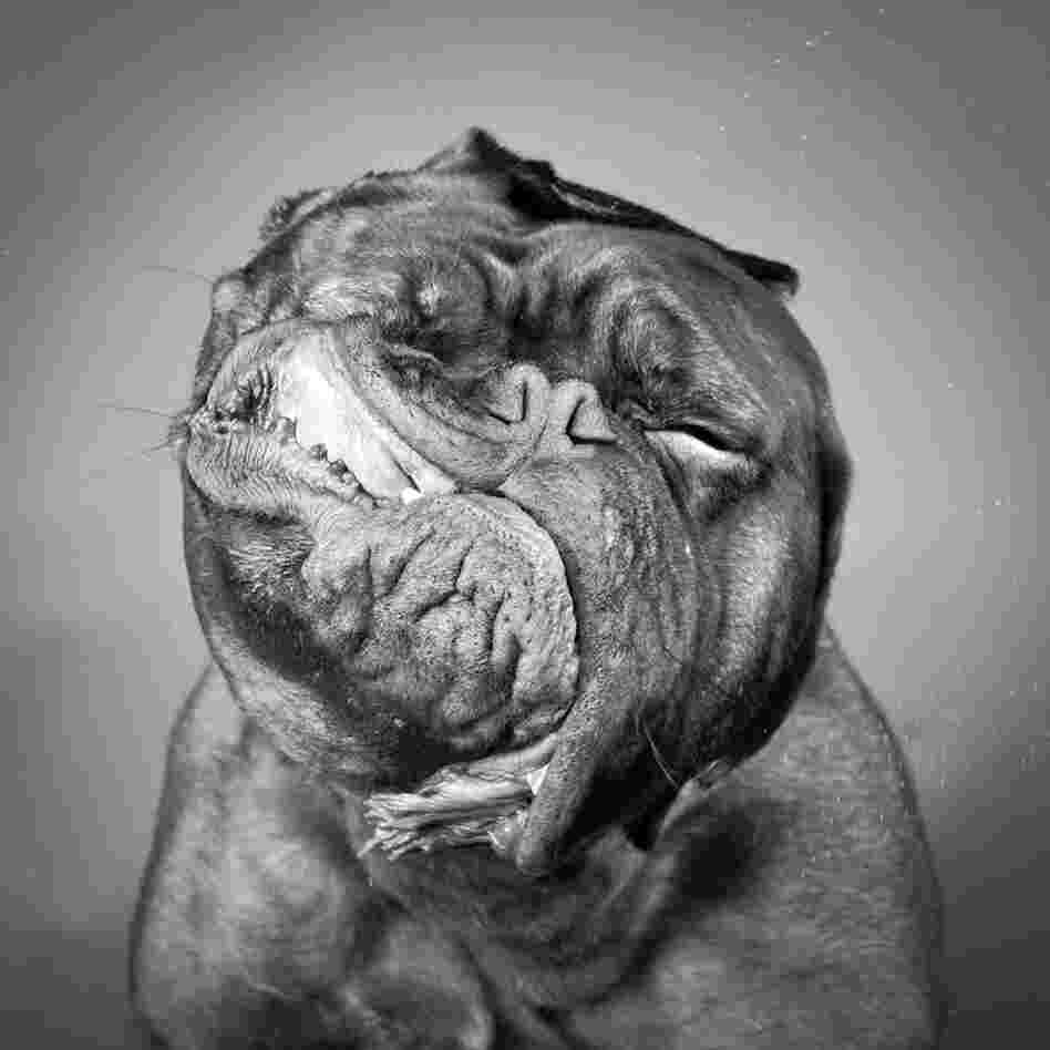 Dog shaking 4