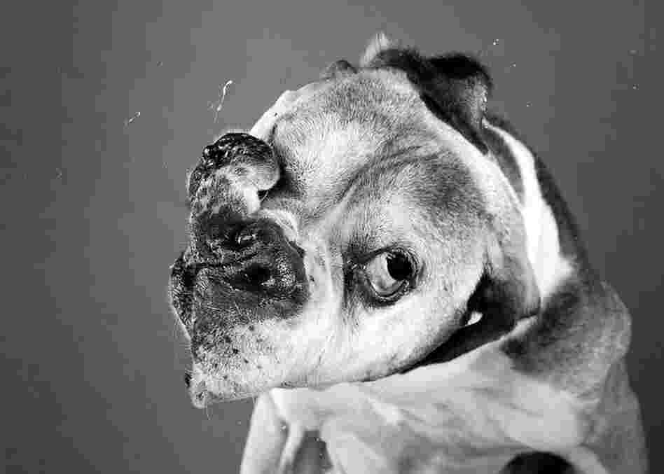 Dog shaking 5