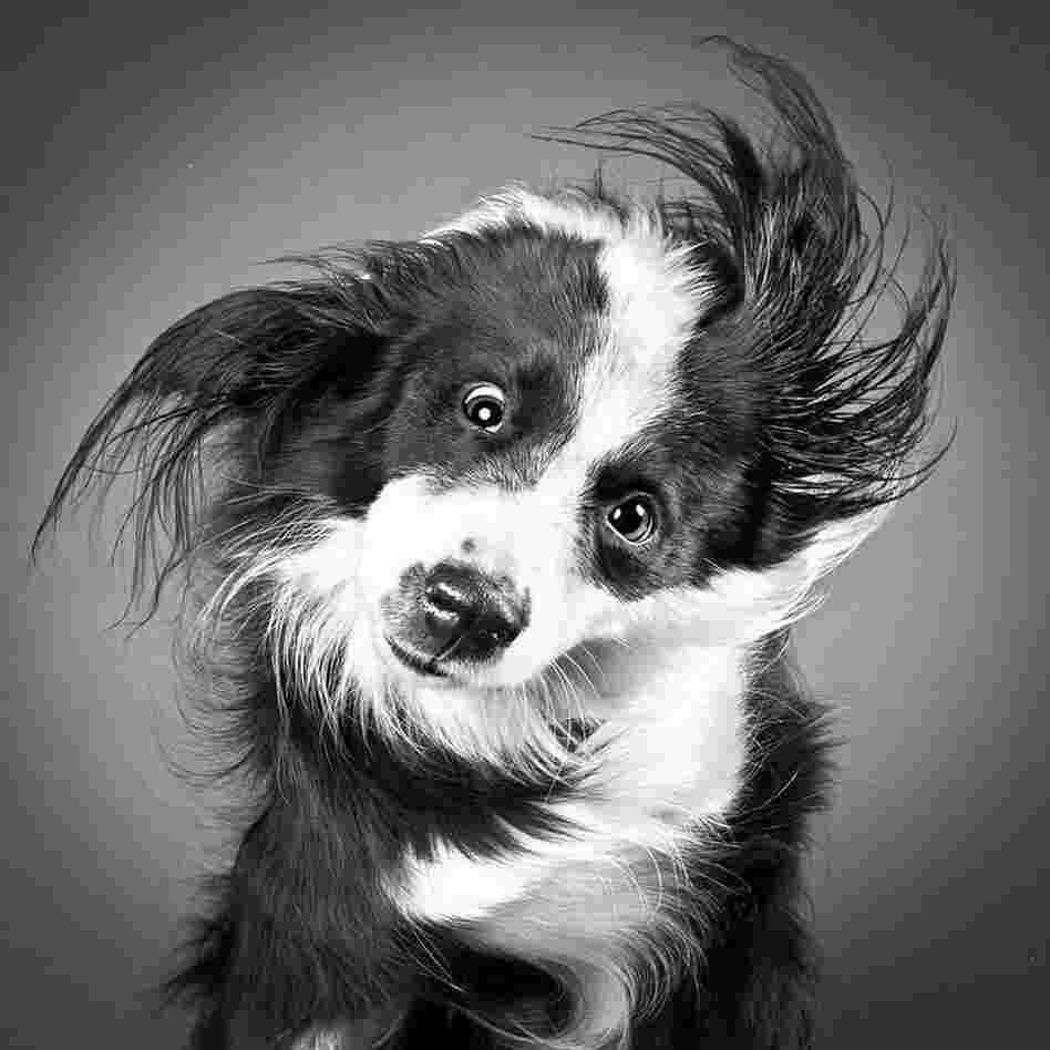 Dog shaking 6
