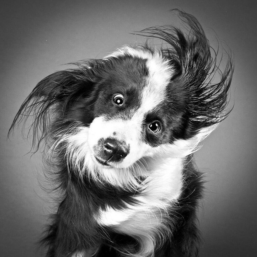 Dog shaking 6