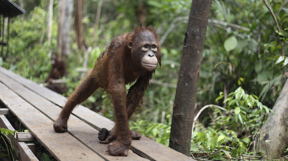 A juvenile orangutan at a rehabilitation center in Pasir Panjang, Central Kalimantan, Indonesia.