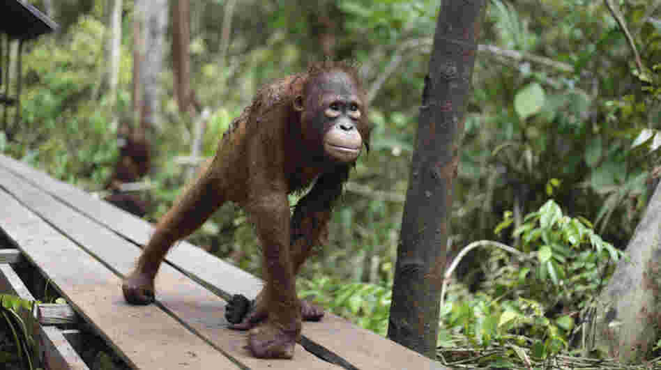 A juvenile orangutan at a rehabilitation center in Pasir Panjang, Central Kalimantan, Indonesia.