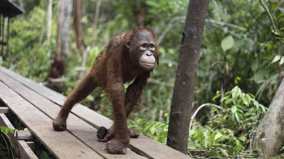 A juvenile orangutan at a rehabilitation center in Pasir Panjang, Central Kalimantan, Indonesia.