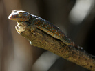 Tokay Geckos, like this one perched on a twig in suburban Quezon City, Philippines, are being hunted and killed to satisfy booming demand for them as an ingredient in alternative medicines. Tokay Geckos, like this one perched on a twig in suburban Quezon City, Philippines, are being hunted and killed to satisfy booming demand for them as an ingredient in alternative medicines.