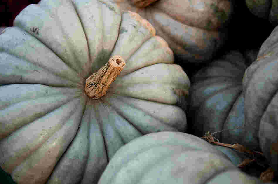 Blue-skinned Jaradale pumpkin has origins in Australia.