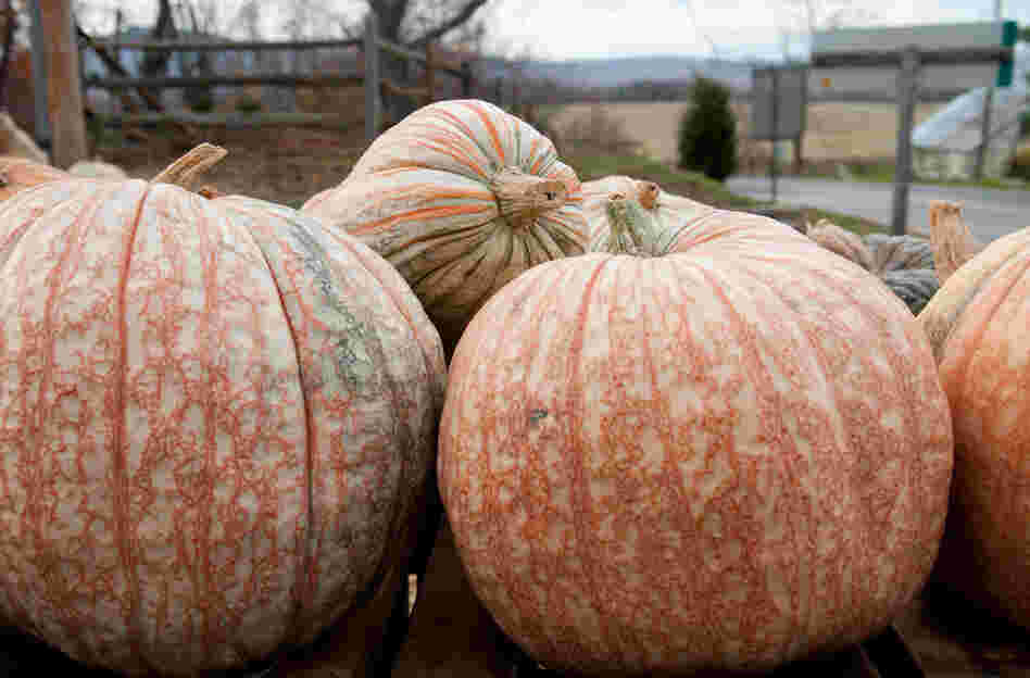 Creamsicle pumpkin has honeydew-colored flesh and a cucumber aroma.