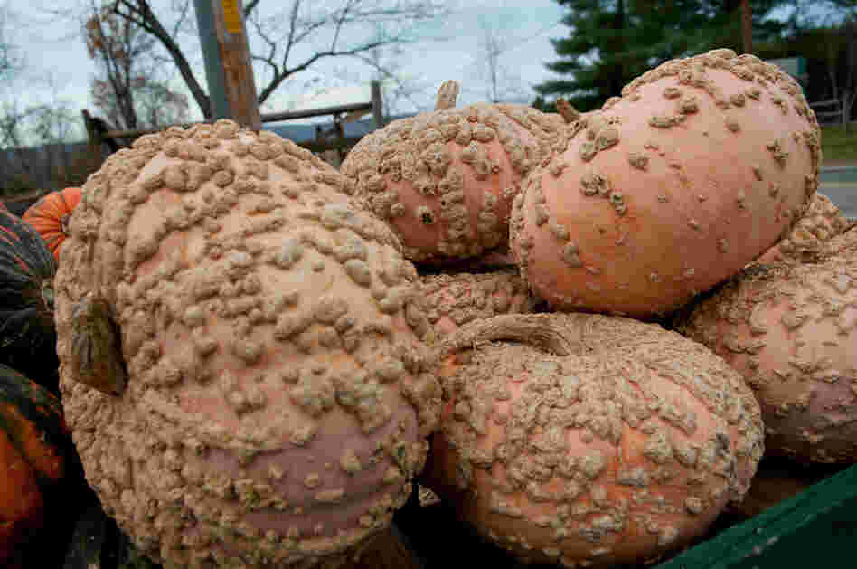 Peanut pumpkin is prized for its sweetness, and it is used in France for pies.