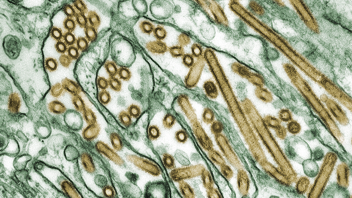 H5N1 avian flu viruses (seen in gold) grow inside canine kidney cells (seen in green).