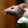 A technician holds a laboratory mouse at the Jackson Laboratory in Bar Harbor, Maine. The lab ships more than two million mice a year to qualified researchers. A technician holds a laboratory mouse at the Jackson Laboratory in Bar Harbor, Maine. The lab ships more than two million mice a year to qualified researchers.