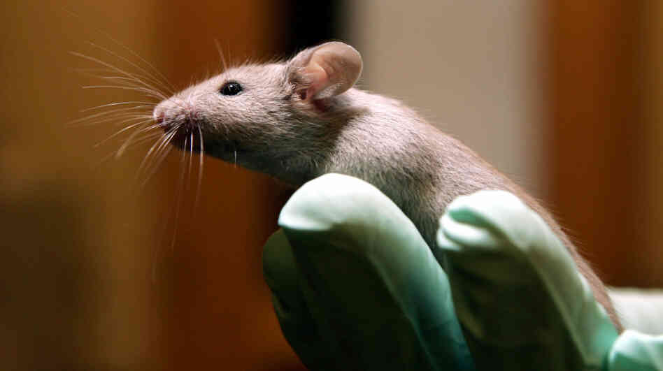 A technician holds a laboratory mouse at the Jackson Laboratory in Bar Harbor, Maine. The lab ships more than two million mice a year to qualified researchers. 