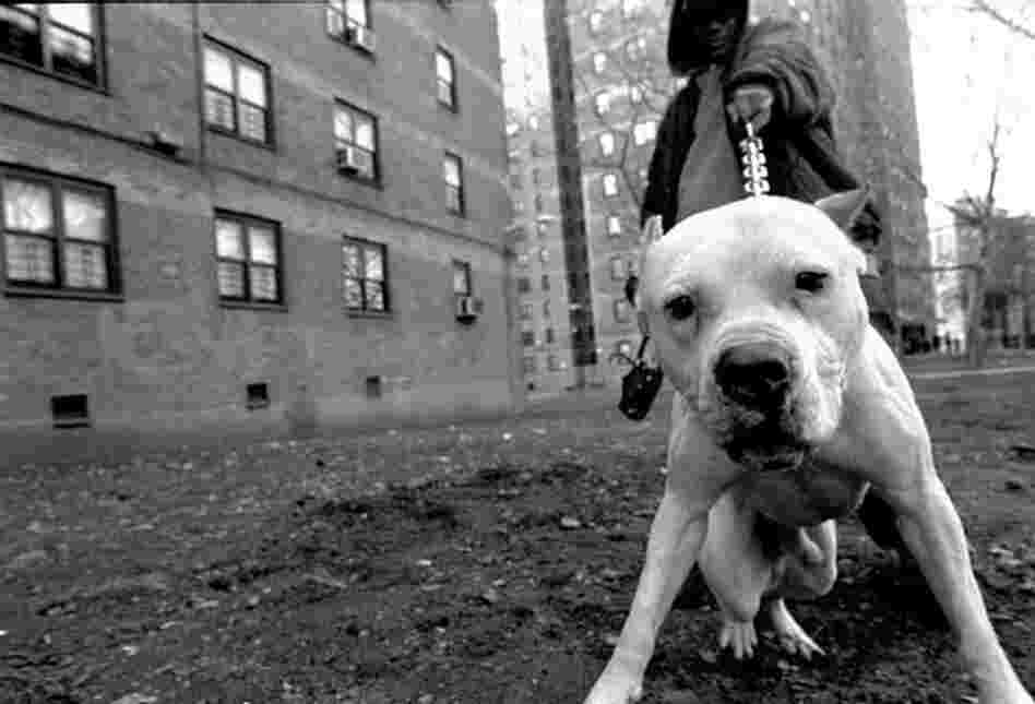 Brooklyn, 2003