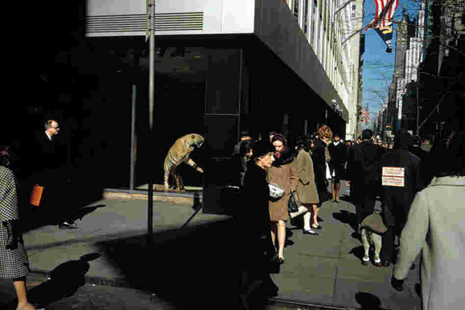 Tiger, 5th Avenue, 1975