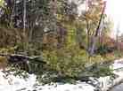 Downed trees and power lines in Montgomery Township, New Jersey.