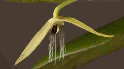 Bulbophyllum nocturnum, the only known night-flowering orchid Bulbophyllum nocturnum, the only known night-flowering orchid