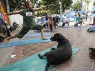 At Occupy Los Angeles: Protesters, and one dog, take part in a yoga session. At Occupy Los Angeles: Protesters, and one dog, take part in a yoga session.