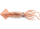 A squid. A squid.