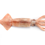 A squid.