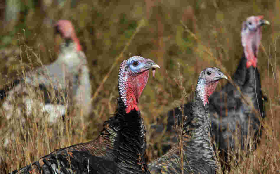 Narragansett and Standard Bronze heritage breed turkeys browse at a farm in Westport, Mass. Narragansett and Standard Bronze heritage breed turkeys browse at a farm in Westport, Mass.