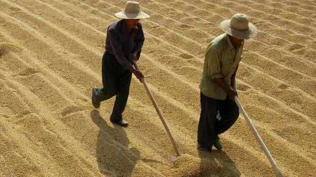 Soybean farmers in Xiangfan, in central China's Hubei province. (Reuters /Landov)