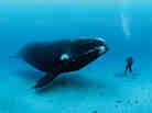 Southern right whale, New Zealand, 2007