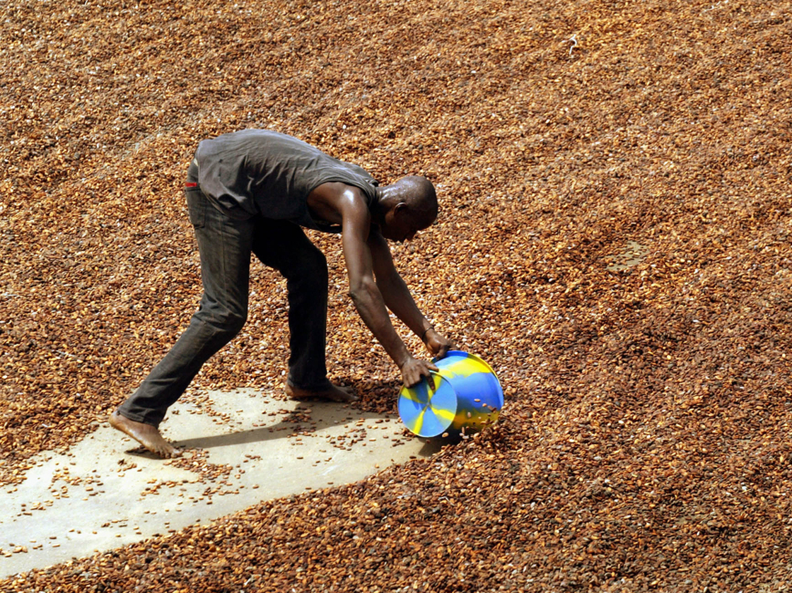 A worker shovels cocoa beans drying in the sun for export, in Guiglo in western Ivory Coast. 