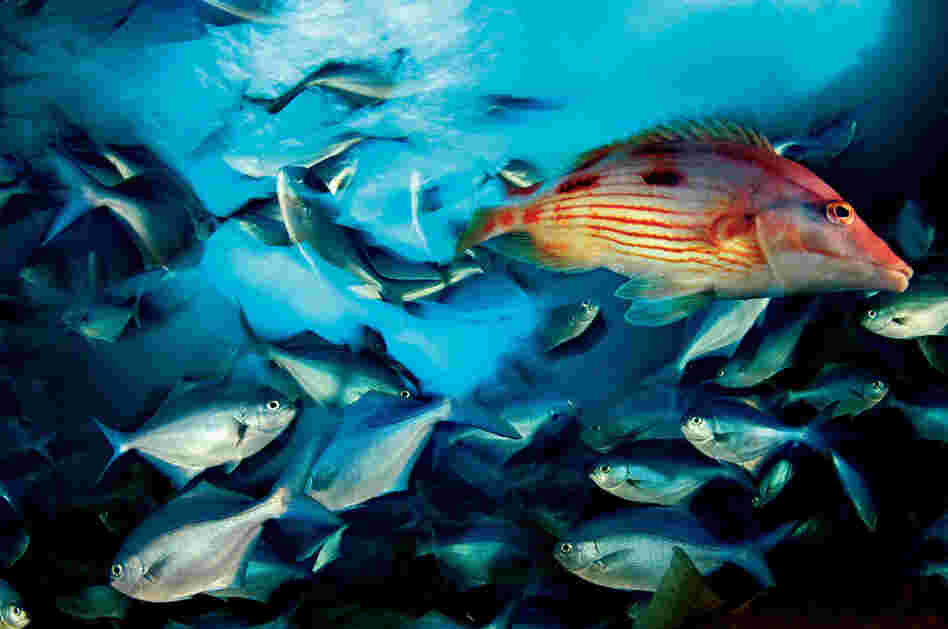 Red pigfish and blue maomao, New Zealand, 2006