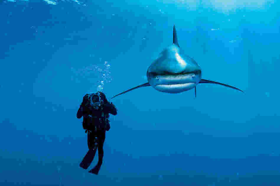 Oceanic whitetip shark, Bahamas, 2005