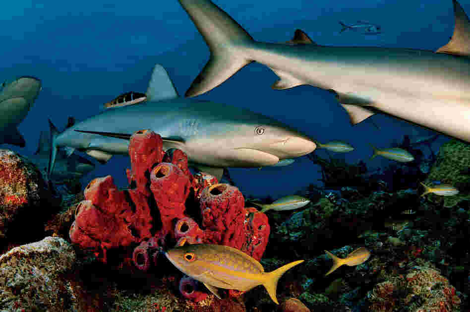 Caribbean reef sharks, Bahamas, 2005