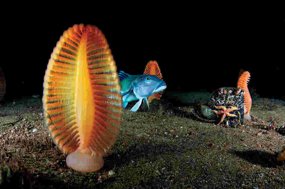 Sea pens, New Zealand, 2006